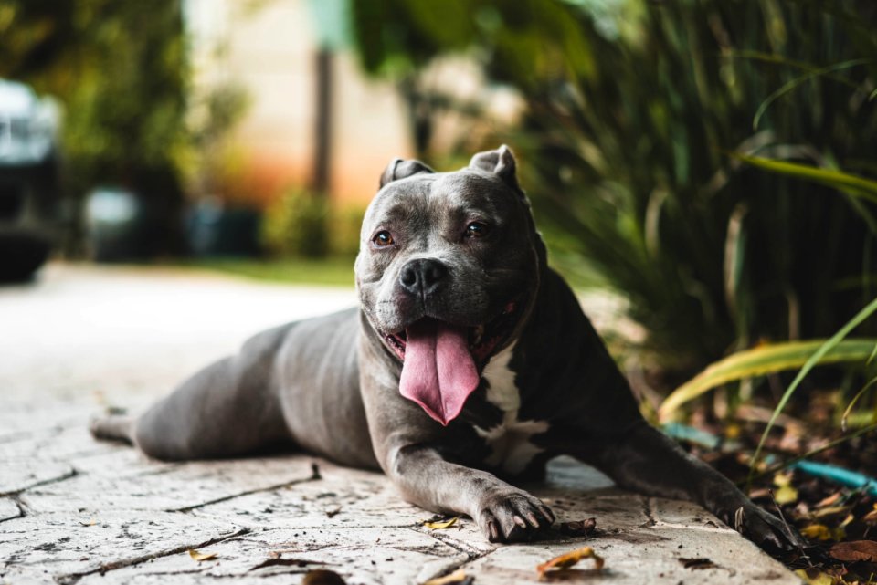 Dog Dog Like Mammal Dog Breed Mammal