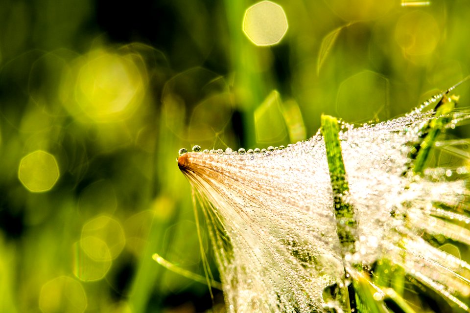 Water Grass Dew Close Up