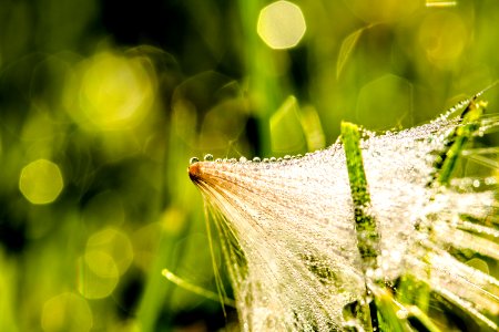 Water Grass Dew Close Up
