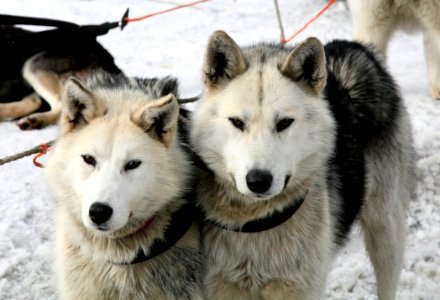 Dog Like Mammal Dog Breed Sakhalin Husky Dog