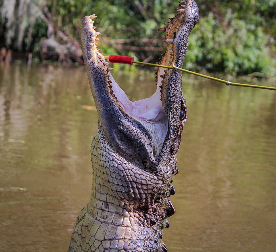 Amphibian louisiana bayou