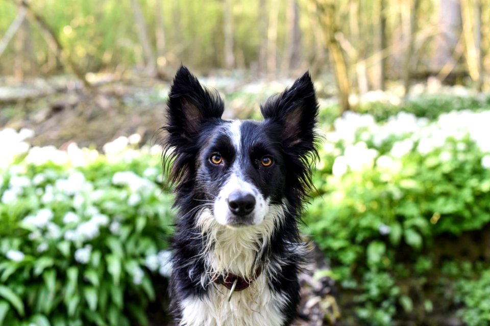 Dog Dog Breed Dog Like Mammal Dog Breed Group