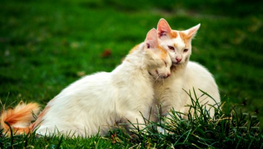 Cat Small To Medium Sized Cats Fauna Grass photo