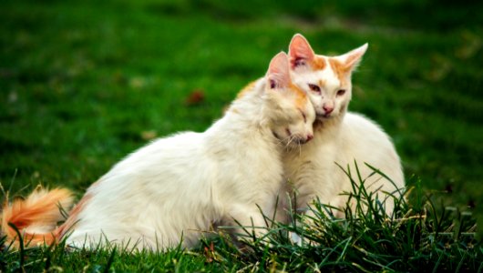 Cat Small To Medium Sized Cats Fauna Grass