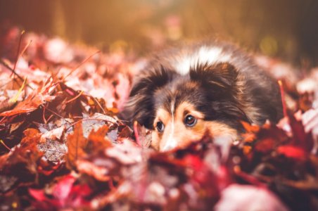 Dog Dog Breed Leaf Puppy