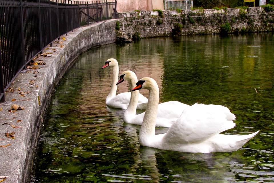 Bird Waterway Swan Water