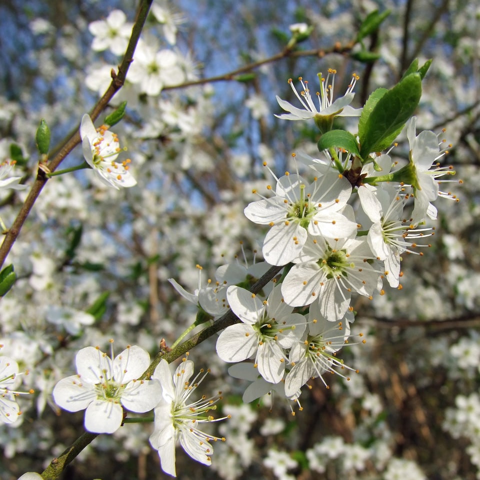 Tree branch nature