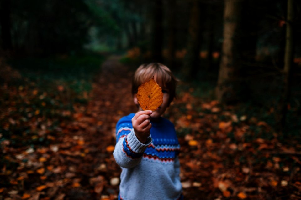 Nature Vertebrate Tree Leaf