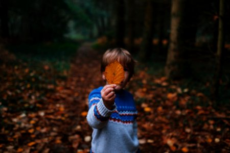 Nature Vertebrate Tree Leaf
