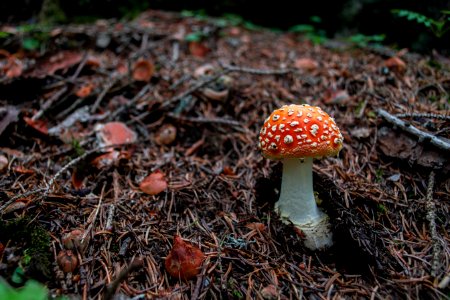 Fungus Mushroom Agaric Ecosystem photo