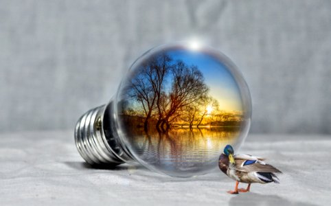 Water Reflection Close Up Bird