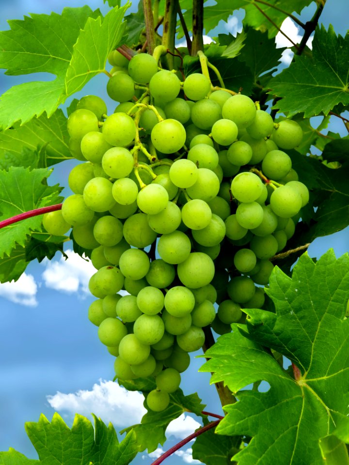 Grape Grapevine Family Fruit Seedless Fruit