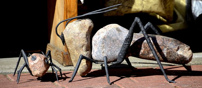 Invertebrate Insect