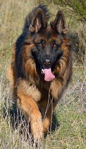 Shepherd almind denmark