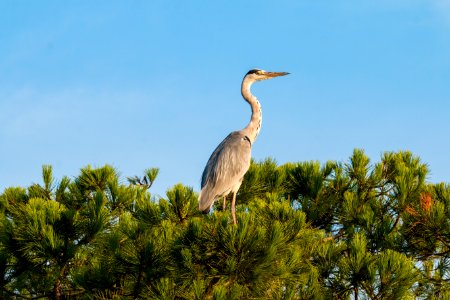 Bird Ecosystem Fauna Nature Reserve photo