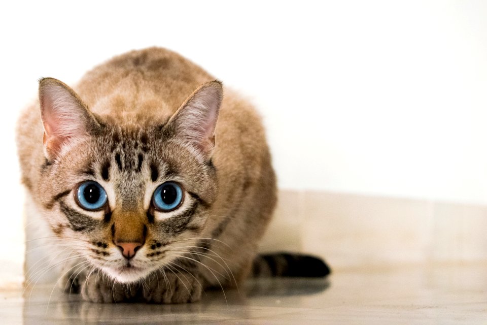 Cat Whiskers Mammal Small To Medium Sized Cats