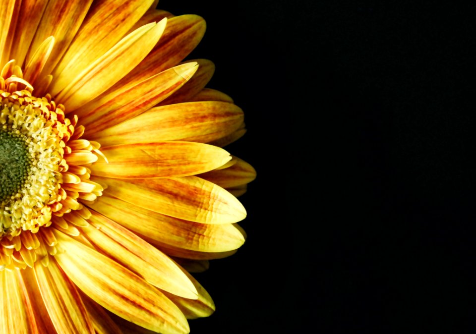 Flower Yellow Close Up Petal