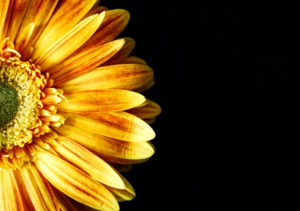 Flower Yellow Close Up Petal photo