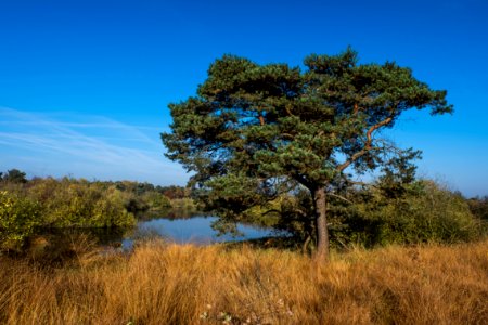 Tree Vegetation Ecosystem Sky