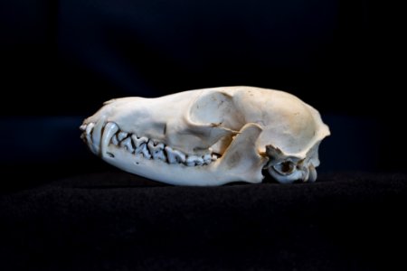 Bone Skull Jaw Skeleton