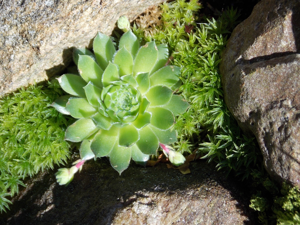 Spring nature agave