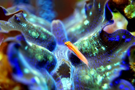 Marine Biology Coral Reef Coral Organism
