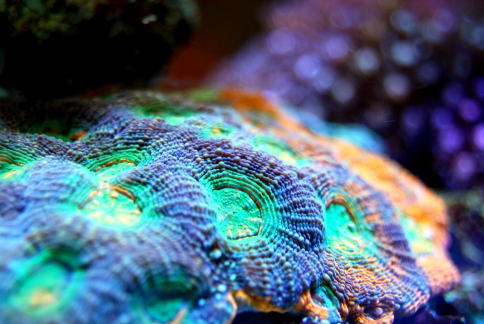 Green Coral Coral Reef Reef