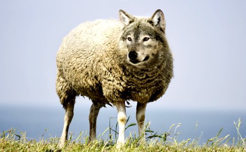 Mammal Wildlife Wolf Fauna photo