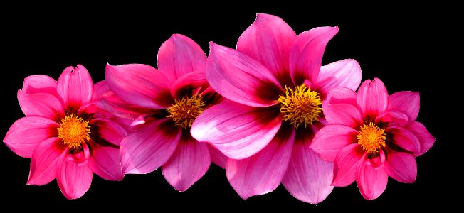 Flower Pink Flora Flowering Plant
