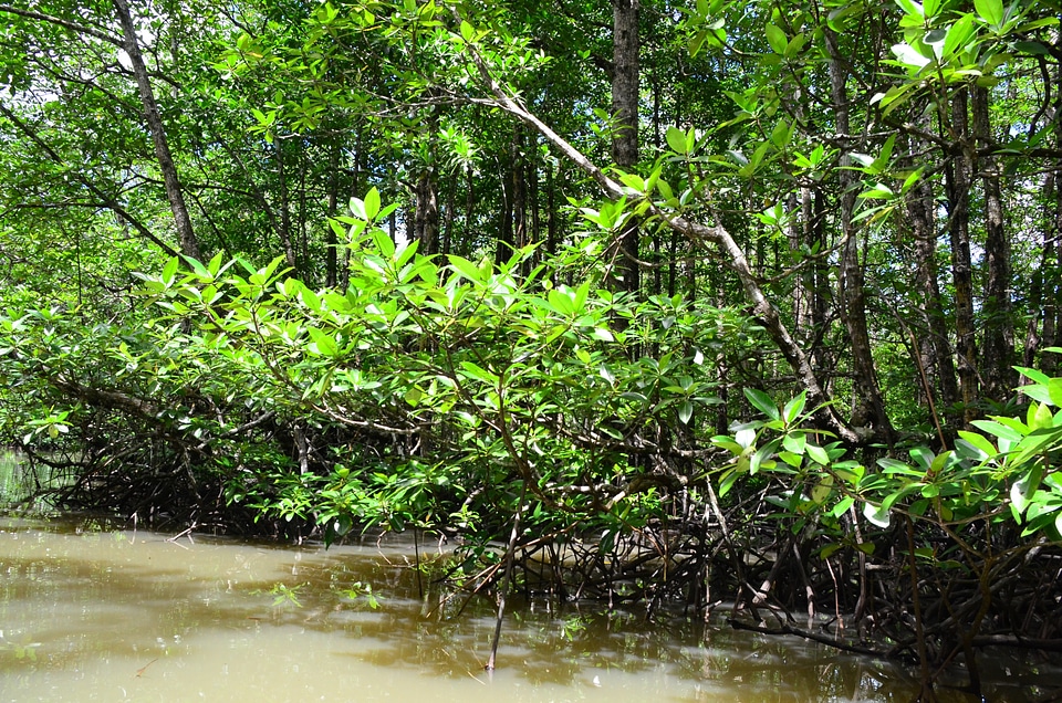 Mangrove jungle landscape scenery