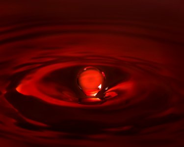 Red Close Up Still Life Photography Drop