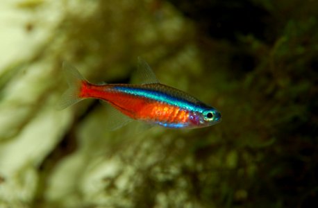 Marine Biology Fish Pomacentridae Coral Reef Fish photo