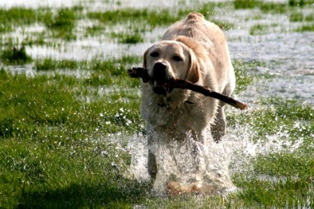 Dog Dog Breed Group Dog Like Mammal Fauna