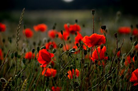 Flower Wildflower Poppy Field