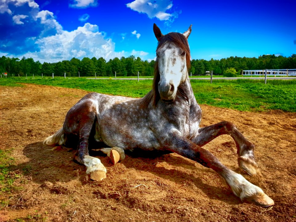 Horse Horse Like Mammal Mane Mustang Horse