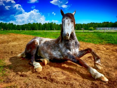 Horse Horse Like Mammal Mane Mustang Horse
