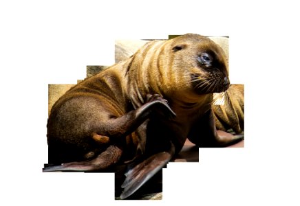 Mammal Seals Fauna Snout
