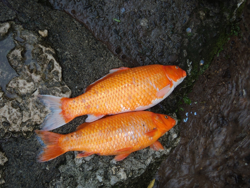Garden ornamental carp
