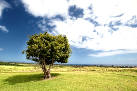 Sky Cloud Tree Grassland photo