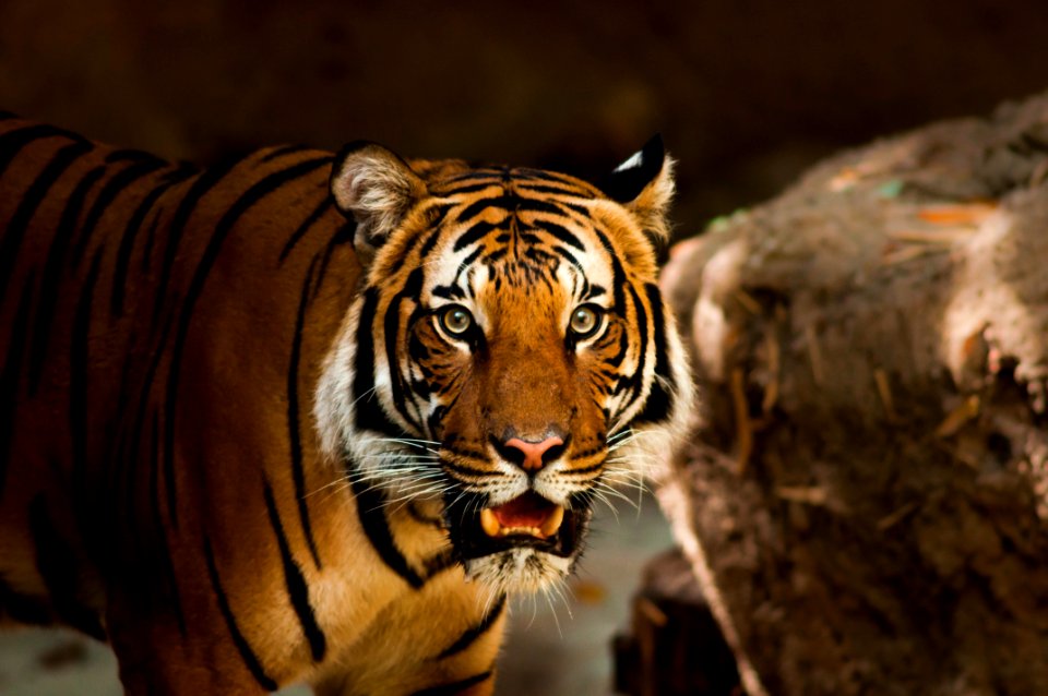 Tiger Wildlife Mammal Terrestrial Animal