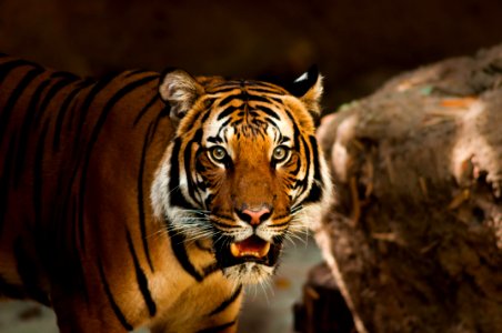 Tiger Wildlife Mammal Terrestrial Animal photo