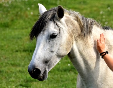 Horse Mane Bridle Horse Like Mammal photo