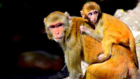 Macaque Mammal Primate Fauna photo