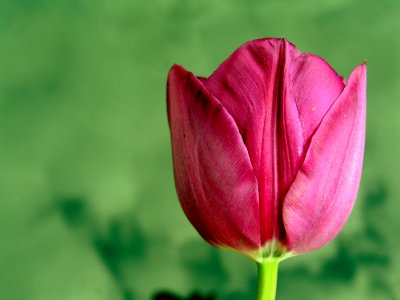 Flower Tulip Bud Plant photo