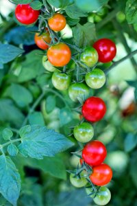 Natural Foods Fruit Tomato Potato And Tomato Genus photo