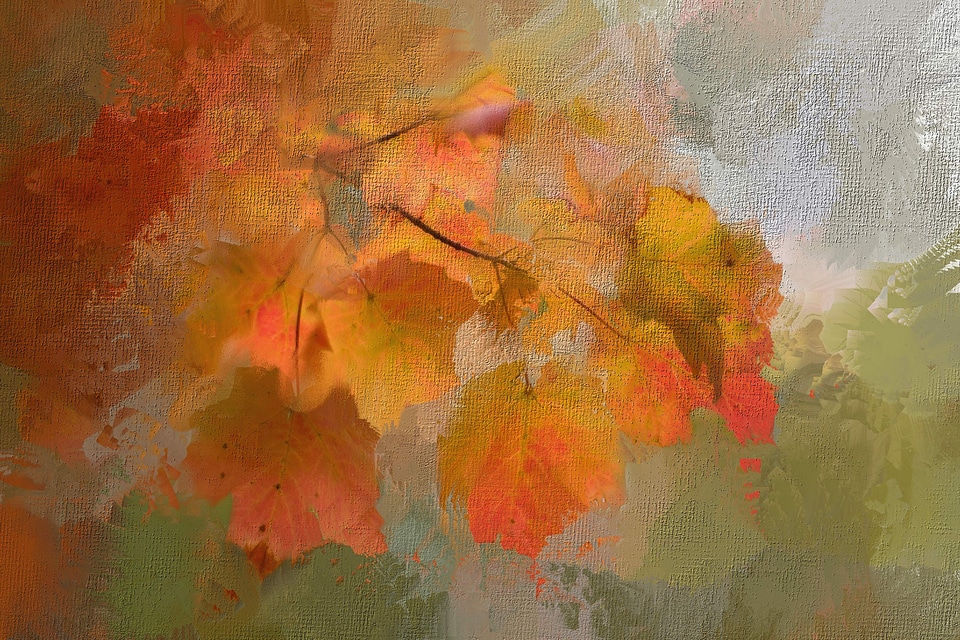 Nature maple tree