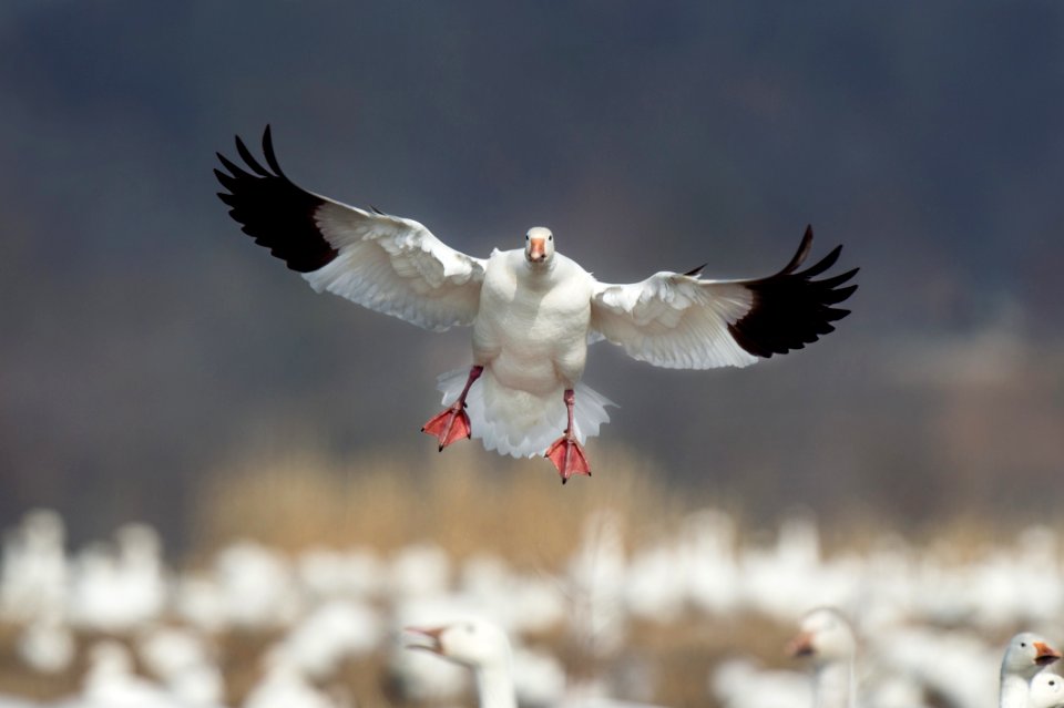 Bird Water Bird Ducks Geese And Swans Goose