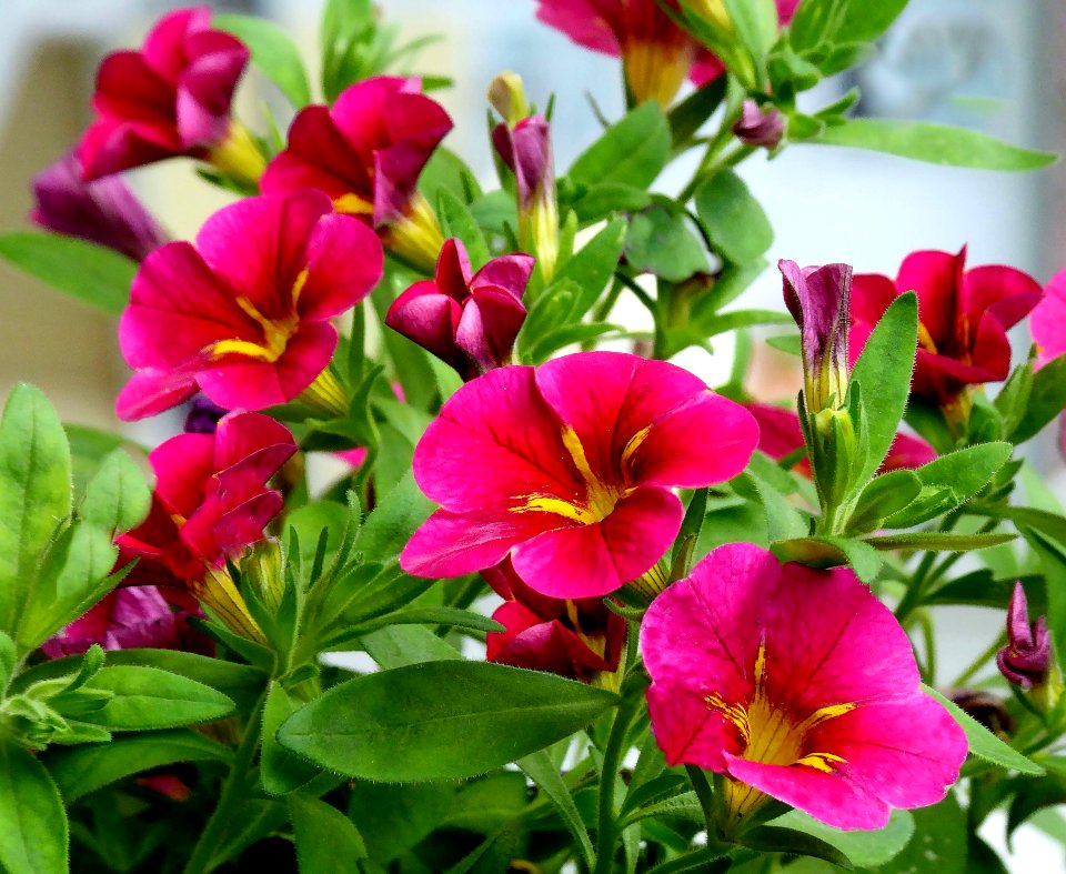 Flower Plant Flowering Plant Annual Plant
