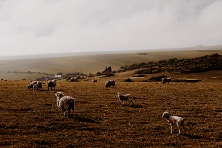 Herd Ecosystem Grassland Highland photo