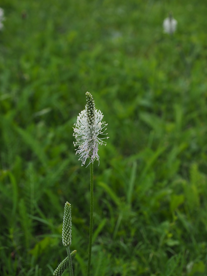 Meadow flowers blossom